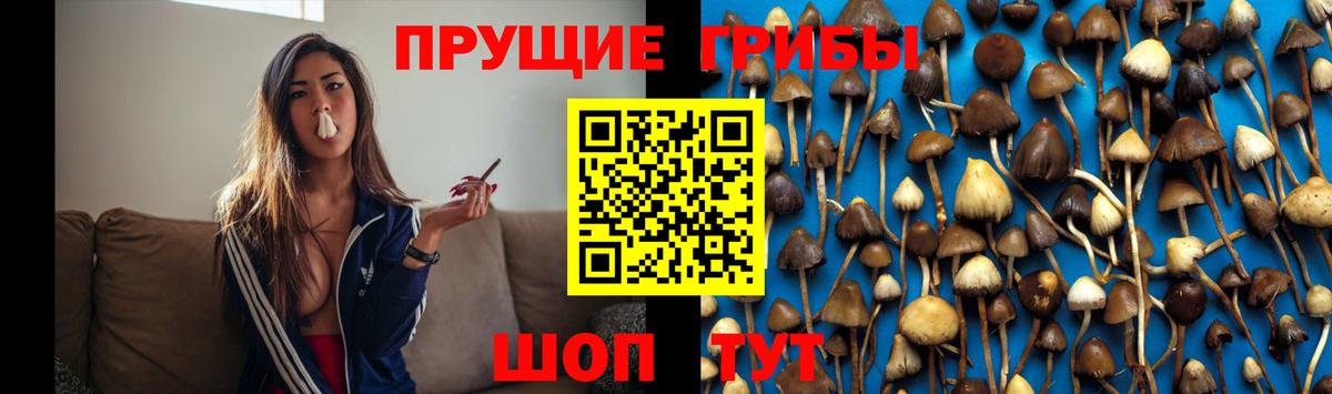 где продают   Вход с VPN  Воткинск  Галлюциногенные грибы Psilocybine cubensis 